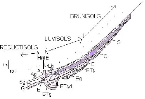 Figure 2.3: Nature des sols le long de la pente. D'après Layer, 2000.