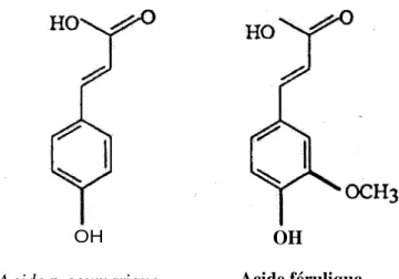 Figure 4 : Les deux principaux acides hydroxycinnamiques rencontrés chez les monocotylédones.
