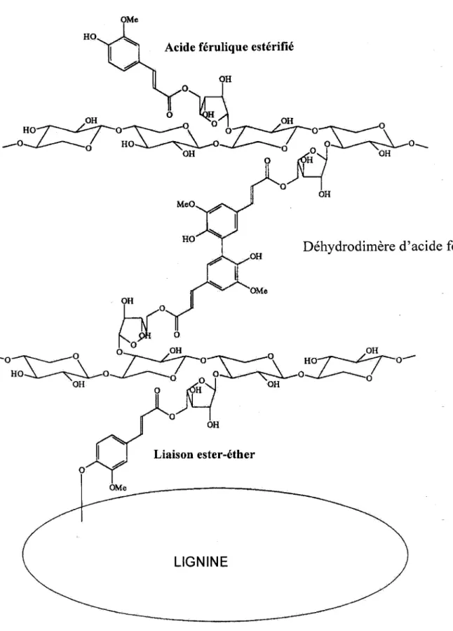 Figure 6 : Un exemple de liaison inter polymère via la dimérisation des acides féruliques pariétaux (d'après Jung et al