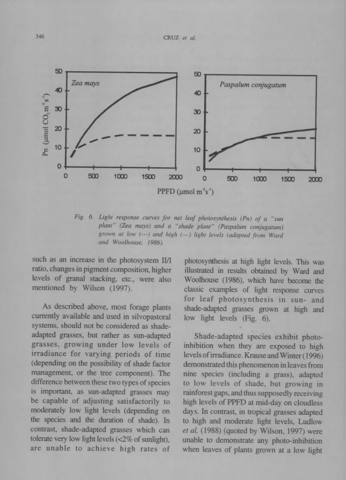 Fig. 6. Light response curves for net leaf photosynthesis (Pn) of a &#34;sun plant&#34; (Zea mays) and a &#34;shade plant&#34; (Paspalum conjugatum) grown at low (m) and high (-) light levels (adapted from Ward and Woolhouse, /986).