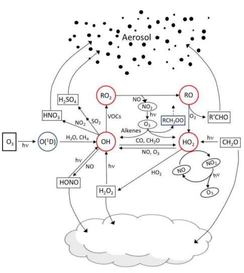 Figure  4:    Examples  of  radical  formation,  cycling,  formation  of  stable  products,  and 559 