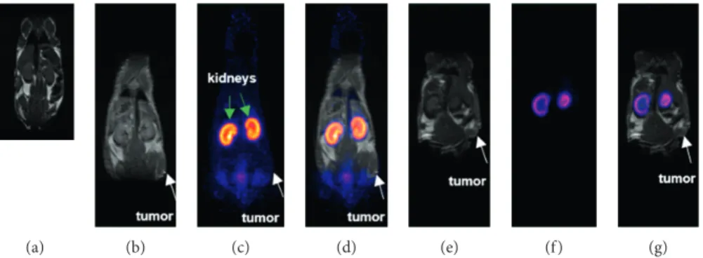 Figure 4: Simultaneous MRI/PET coronal images of mice bearing TS/A tumors (white arrows) after being injected with SiGdNP @ N-1 ( 64 Cu) nanoparticle
