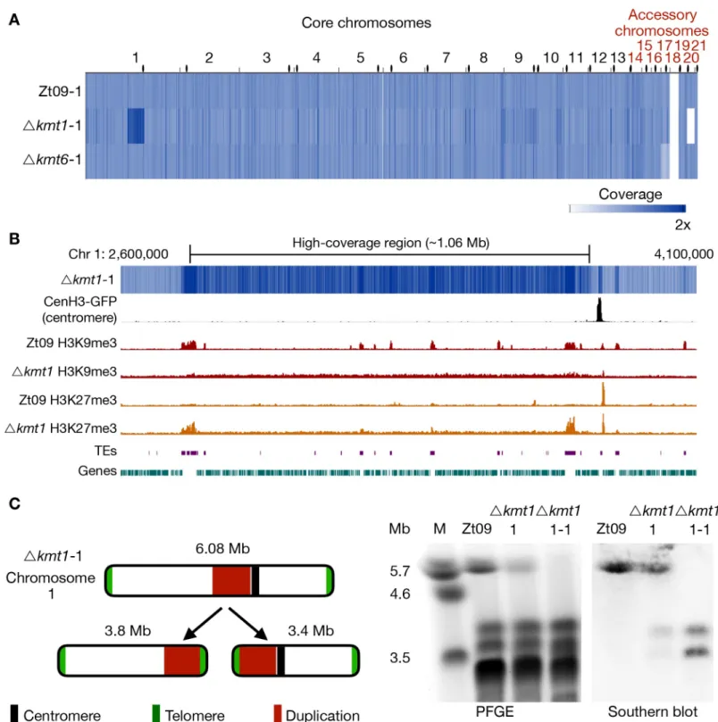 Fig 4. Genome sequencing of progenitor strains for the long-term growth experiment and analysis of structural variation in the Δkmt1 progenitor