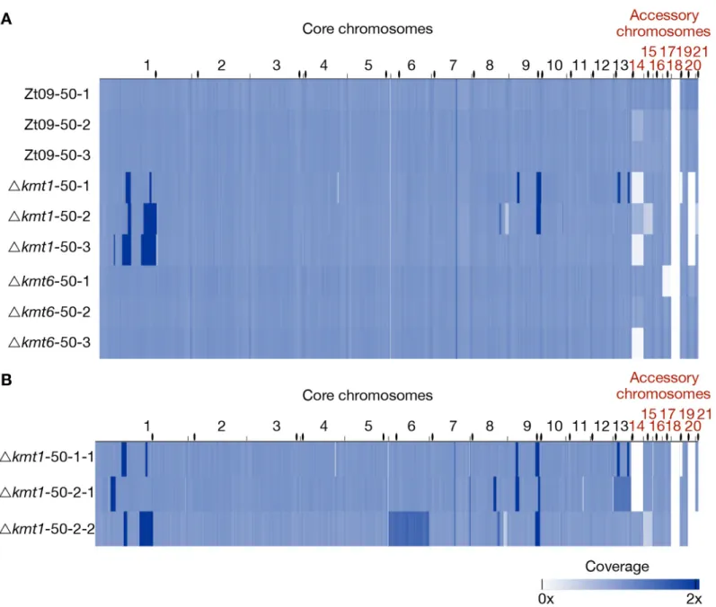 Fig 5. Genome sequencing of evolved populations and single clones originating from the long-term growth experiment