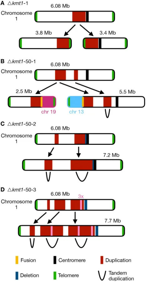 Fig 6. Different outcomes of structural variation of chromosome 1 in evolved Δkmt1 strains