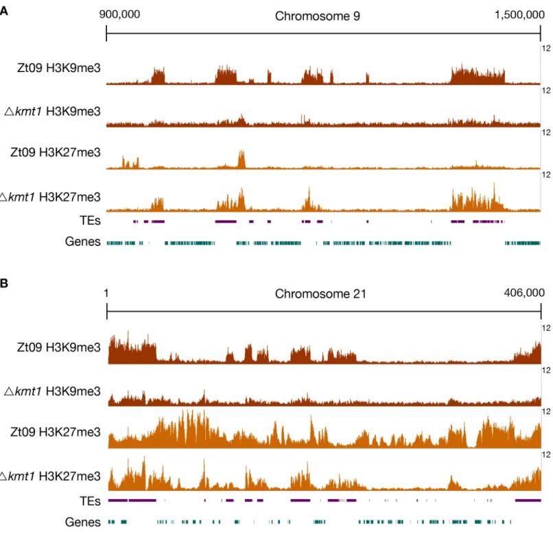 Fig 1. ChIP-seq reveals relocation of H3K27me3 on core (A) and accessory (B) chromosomes in Δkmt1 mutants