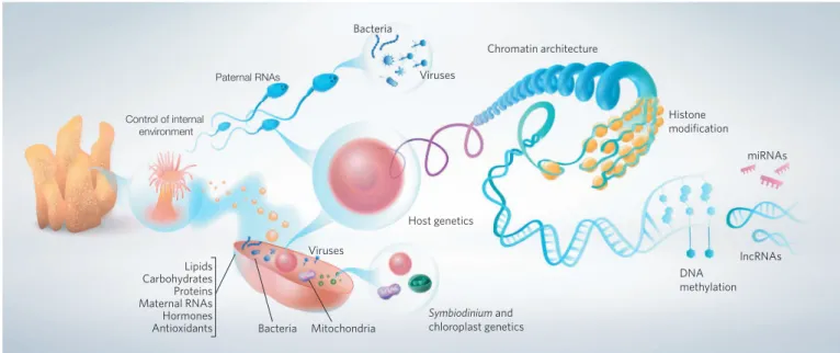 Figure 2 | Potential pathways that may enable TGP in corals include somatic, genetic and epigenetic factors of the coral gametes as well as their  associated microbes transmitted vertically from one generation to the next