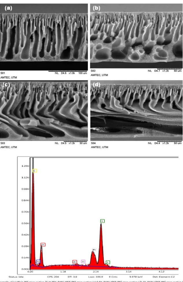 Fig. 3. SEM monographs of (a) Plain PSf cross section (b) 0.25% PANi-HNT/PSf cross section (c) 0.5% PANi-HNT/PSf cross section (d) 1% PANi-HNT/PSf cross section (e) EDAX analysis of the membrane