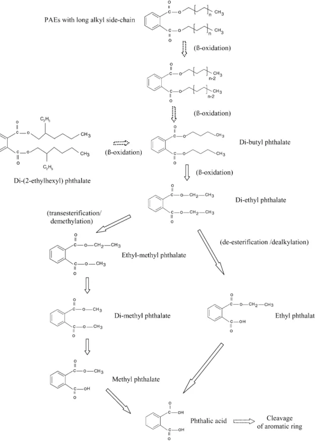 Fig. 2. Major biodegradation pathways of phthalic acid ester (proposed in previous studies).