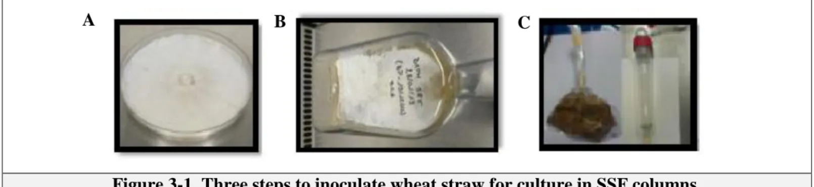 Figure 3-1. Three steps to inoculate wheat straw for culture in SSF columns. 