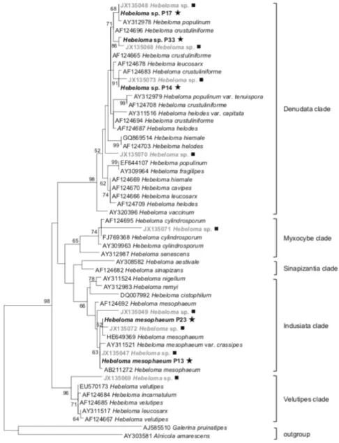 Fig. 1 Maximum Likelihood phylogenetic tree based on rDNA ITS sequence data from Hebeloma OTUs identified by ITS-RLFP  analysis (squares) or pure culture strains isolated from poplar roots (stars) with known and selected fungal species from  GenBank with h