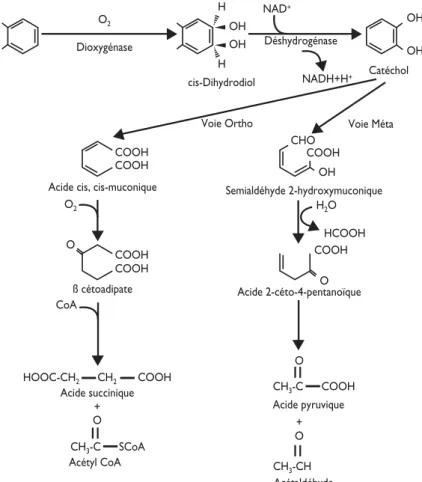 Figure 3 : Métabolisme bactérien des hydrocarbures polycycliques aromatiques par cliva- cliva-ge ortho et meta [Juhasz et Naidu, 2000].