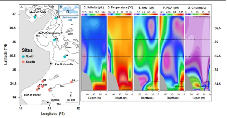 FIGURE 1 | Sampling sites along the Tunisian coast during INCOMMET cruise (A) in the South Mediterranean Sea (B) with vertical profiles of salinity (C), temperature (D), ammonium (E), orthophosphate (F), and chlorophyll a (Chla) (G) concentrations along th
