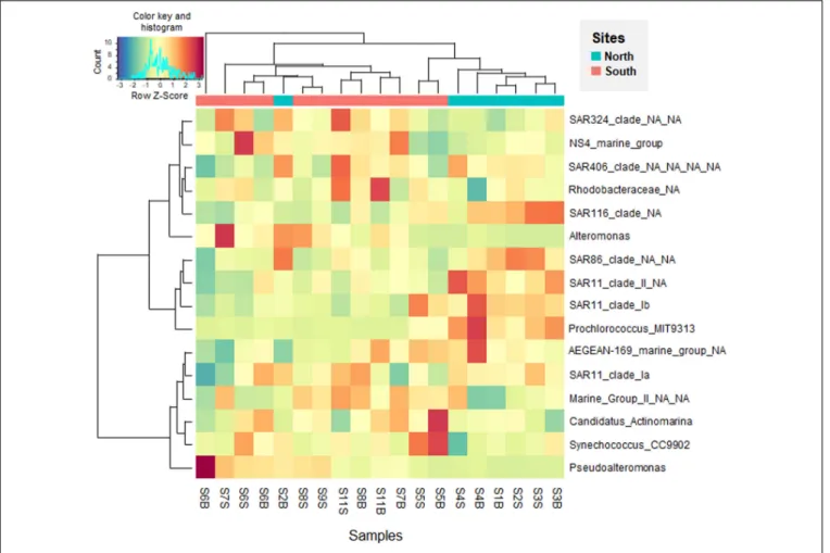 FIGURE 5 | Heatmap visualizing the Z-score distribution from the relative abundance of the dominant genera (&gt;1% in average) in the seawater samples along the Tunisian coast (South Mediterranean Sea)