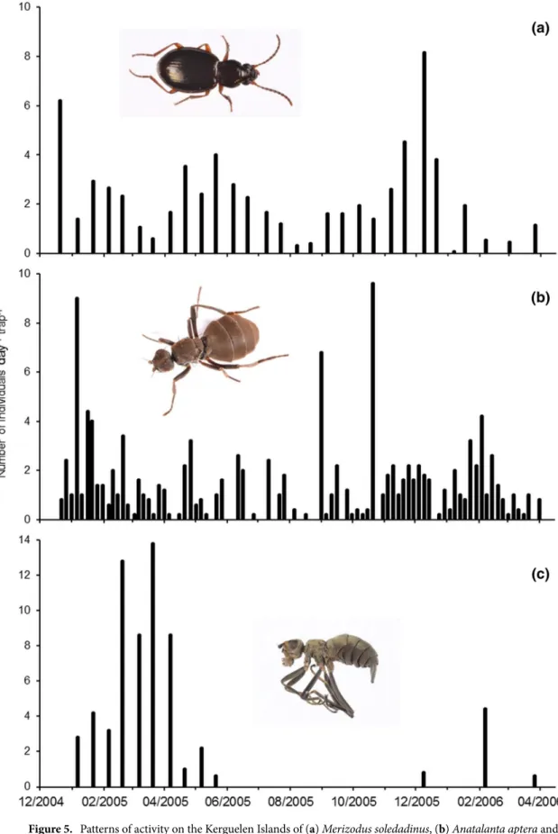 Figure 5.  Patterns of activity on the Kerguelen Islands of (a) Merizodus soledadinus, (b) Anatalanta aptera and  (c) Calycopteryx moseleyi as indicated by trapping conducted at Port-aux-Français