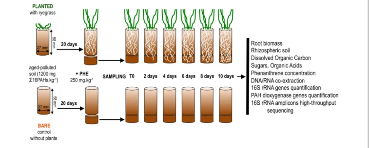 FIGURE 1 | Schematic summary of the microcosm set-up and subsequent sample analyses.