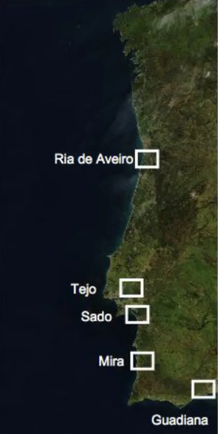 Figure 2: Sampling sites. The estuaries of Ria Aveiro, Tagus, Sado, Mira and Guadiana