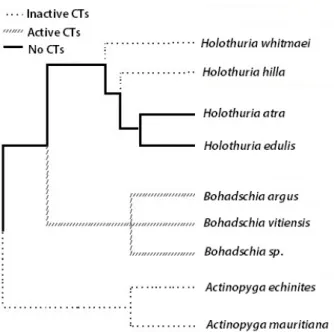 Figure 2. Phylogeny tree of the here studied sea cucumbers (CT = cuvierian tubule; adapted from [57–