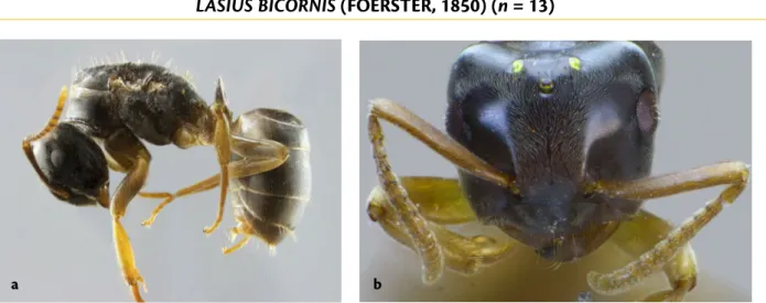 Figure 3. Occurrences relevées (2014-2020) de Lasius bicornis   en fonction des mois de l’année