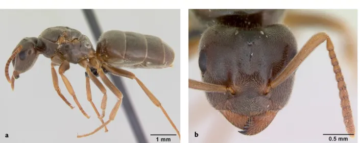 Figure 9. Femelle de Lasius sabularum. a. Habitus en profil gauche. b. Tête vue de face