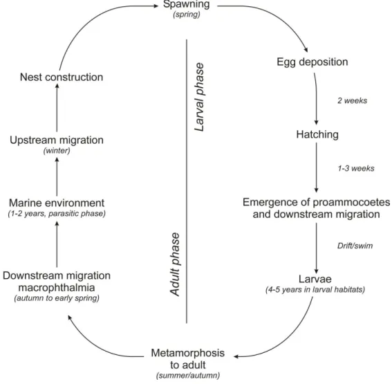 Figure 2.1. The anadromous life cycle of the sea lamprey and European river lamprey (from Almeida  and Quintella 2013)