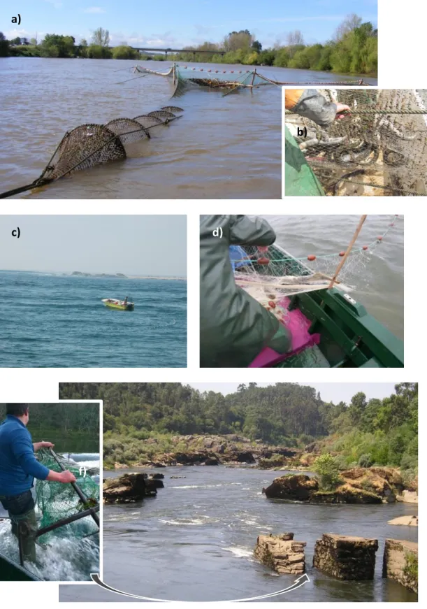 Figure 2.6. Fishing gear used to capture sea lamprey in Portugal: a-b) fyke net; c-d) drift trammel net; 