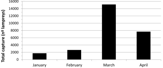 Figure  2.8.  Estimated  number  of  lampreys  captured  throughout  the  2014  fishing  season  in  River  Mondego, Portugal
