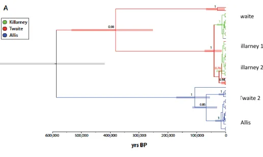 Figure 3.8. Coalescent tree based on the mtDNA control region. The bar represents the years Before  Present (BP) (From Coscia et al
