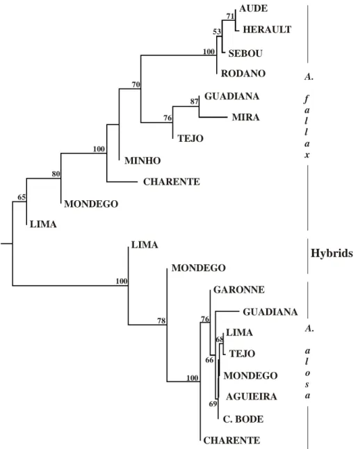 Figure 3.9. Neighbour-Joining tree of A. alosa, A. fallax and hybrids populations based on allele 
