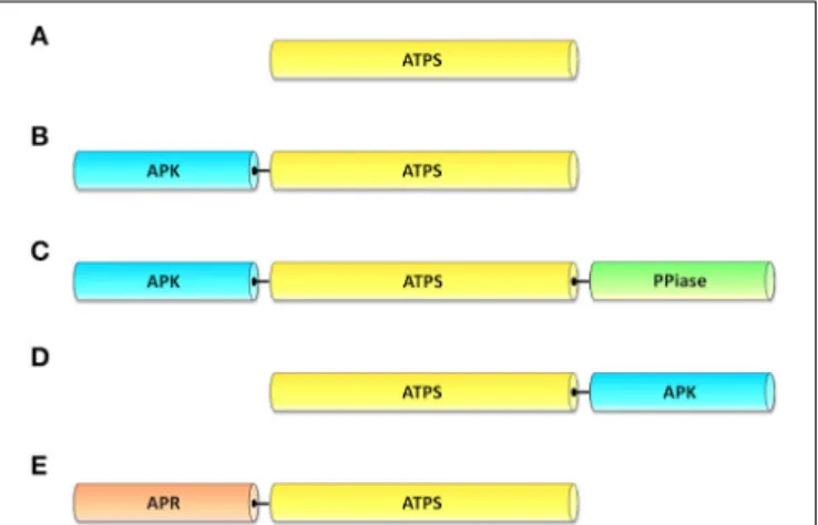 FIGURE 3 | Domain models of ATP sulfurylase (ATPS). (A) ATPS proteins of cyanobacteria, green algae, red algae, plastidial isoform of “red lineage”