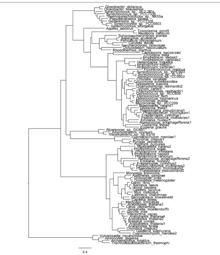 FIGURE 4 | Phylogenetic tree of ATP sulfurylase. All protein sequences, except those of Tetraselmis suecica, Amphidinium klebsii, Amphidinium carterae, Heterocapsa triquetra, and Chromera velia were obtained from either the NCBI protein database (http://ww