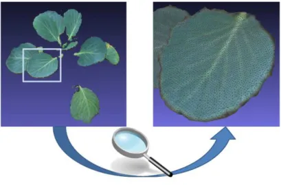 Figure 4: Reconstructed leaf surface.