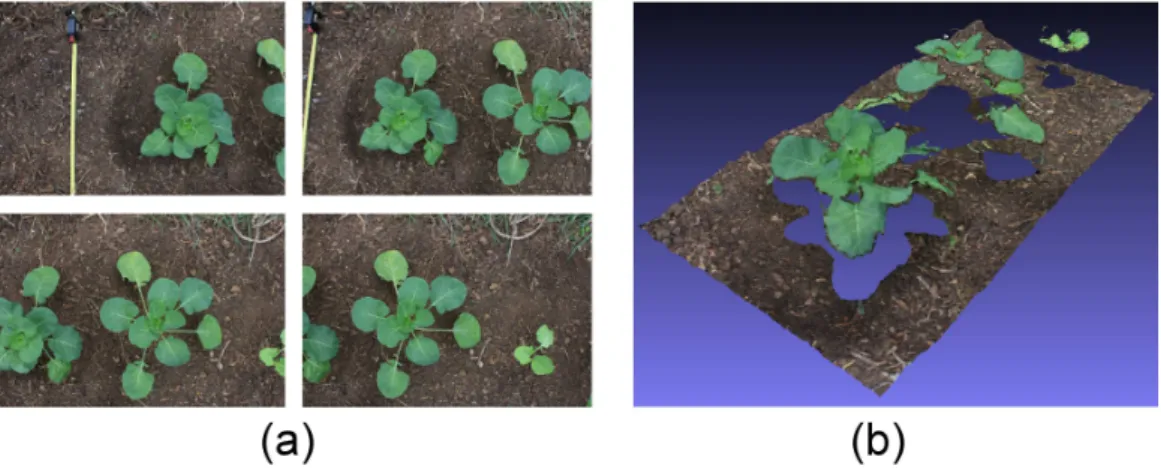 Figure 6: Brussels sprout row reconstruction performed with 18 images. (a) RGB images;