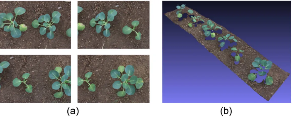 Figure 7: Savoy cabbage row reconstruction performed with 38 images. (a) RGB images;