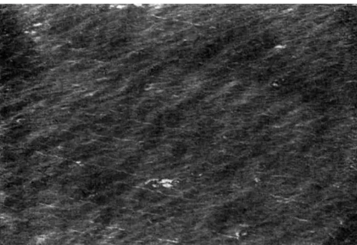 Fig. 1. Air photograph of the sea surface at strong wind. The light Langmuir stripes and the dark stripes of wind wave troughs can be observed (Titov, 1969).
