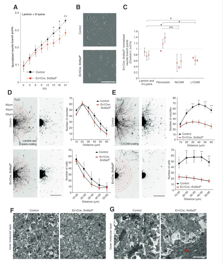 Figure 7. IgSF-CAM-dependent neurite dynamic and axon orientation defects in Srd5a3 mutant cerebellum