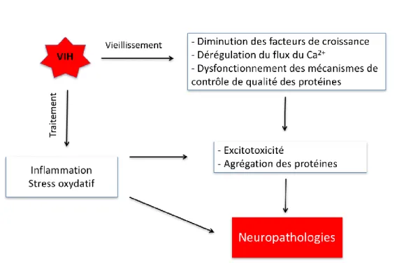 Figure 6 : Mécanismes de neuropathologies chez les PVVIH chez les PVVIH de moins de 50  ans