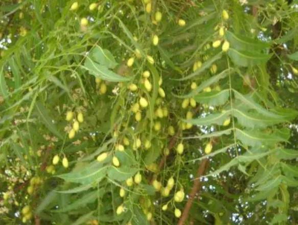 Figure 1 : Photo des fruits de neem (Source : Boubacar BASS) 