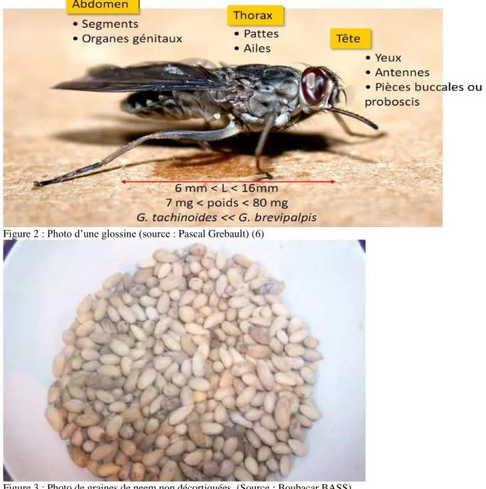 Figure 3 : Photo de graines de neem non décortiquées. (Source : Boubacar BASS)  Tableau  1 : Composition centésimale en acides gras de l’huile de neem