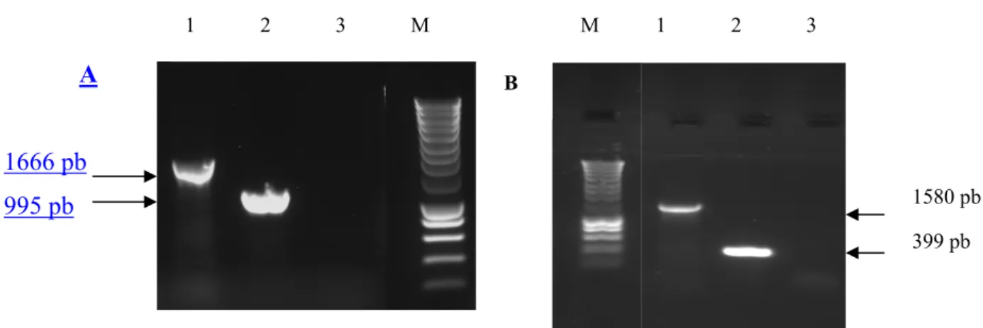 Figure 1. PCR de contrôle de délétion du gène emrB (A) et emrR (B). M : marqueur de taille,  1 : mutant, 2 : souche parentale, 3 : témoin négatif