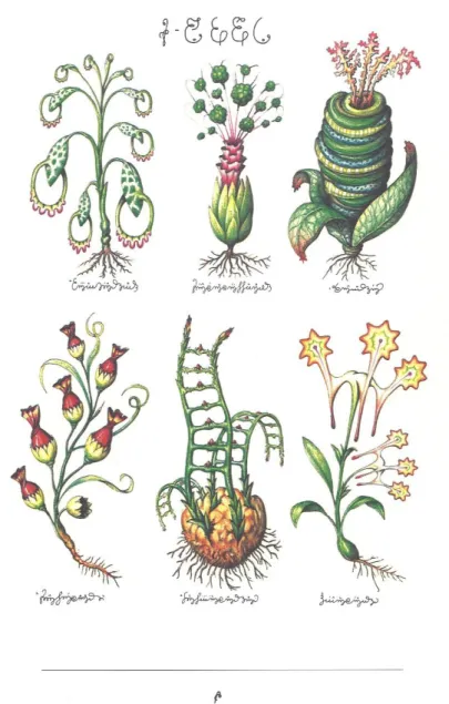 Figure 3. Flora in the Codex present unnatural evolutionary shapes. 