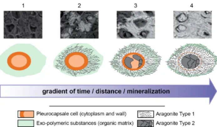 Figure  5.  Summarizing  sketch  of  Pleurocapsales  encrustation  within  aragonite.  Each  step  is 2 