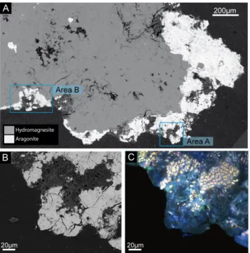 Fig. 1. Images of a section prepared from an Alchichica microbialite collected at a 4 m depth
