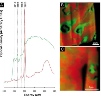 Fig. 3. Scanning transmission x-ray microscopy analyses at the C- C-Kedge of FIB foils A and B (A) NEXAFS spectra at the C K-edge of organic matter composing the cells (green) and carbonates (red).