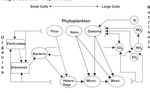 Fig. 1. Schematic diagram of the pelagic food web of the ERSEM model.