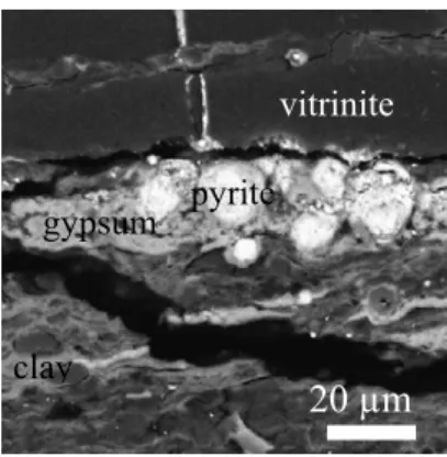 Figure 2: Backscattered electron image of  framboidal  pyrite surrounded by secondary products of gypsum