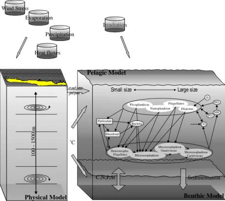 Fig. 1. Schematic representation of the ecosystem food web.