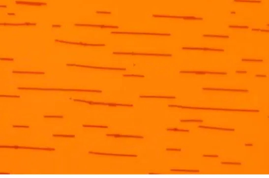 Figure 6. An example of the straight aggregates formed by 4 µm spheres in 10 Oe magnetic field after about 2  hours