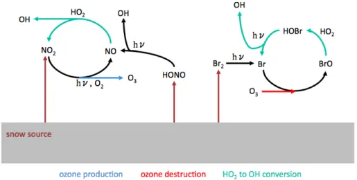 Fig. 1. Schematic of snow sourced NO x , HONO, and bromine and their impact on ozone production and destruction