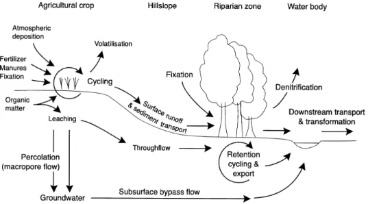 Fig. 1. Sources and transport pathways of diffuse N pollution in agricutlural catchments (adapted from Prior, 1998)